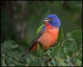 _7SB2761 painted bunting